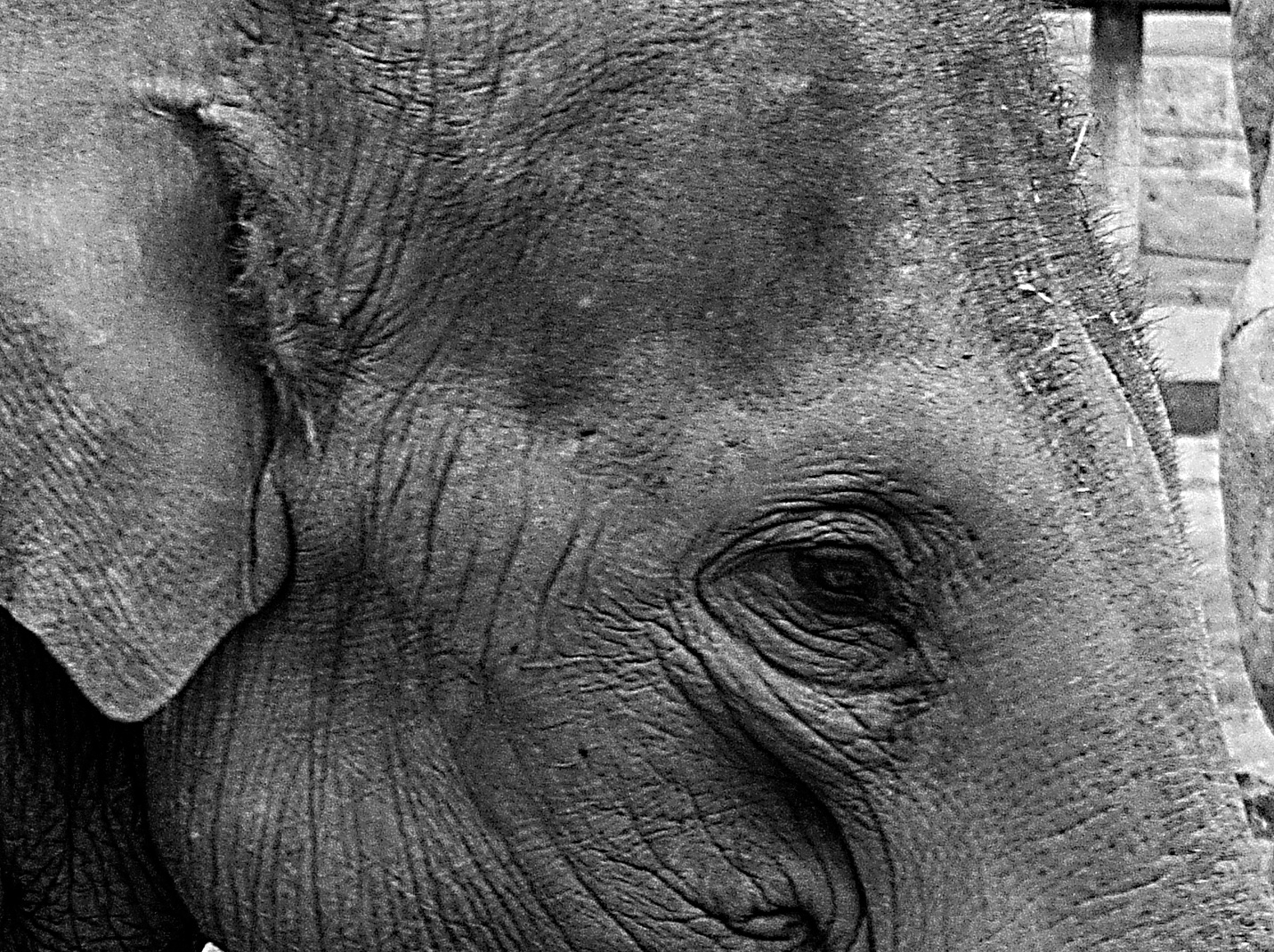 The Elephant And The Dormouse The Elephant And The Dormouse